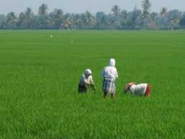 4. இந்தியாவின் முக்கிய உணவு பயிற்களில் ஒன்று ?
